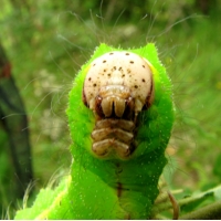 Chinese Oak Silkmoth pernyi 10 larvae 